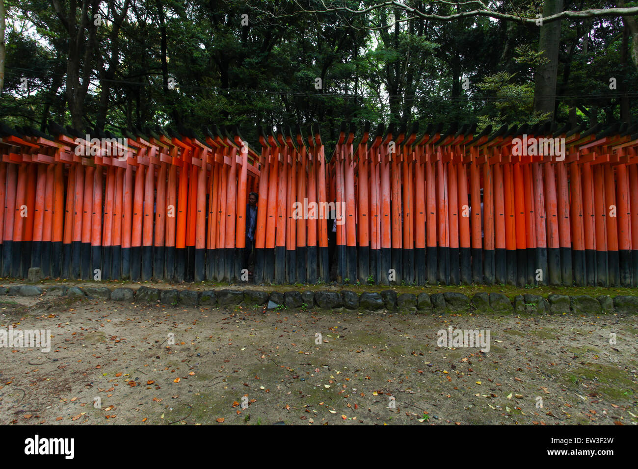 Torii gates at Fushimi Inari-Taish shrine in Kyoto Japan Stock Photo ...