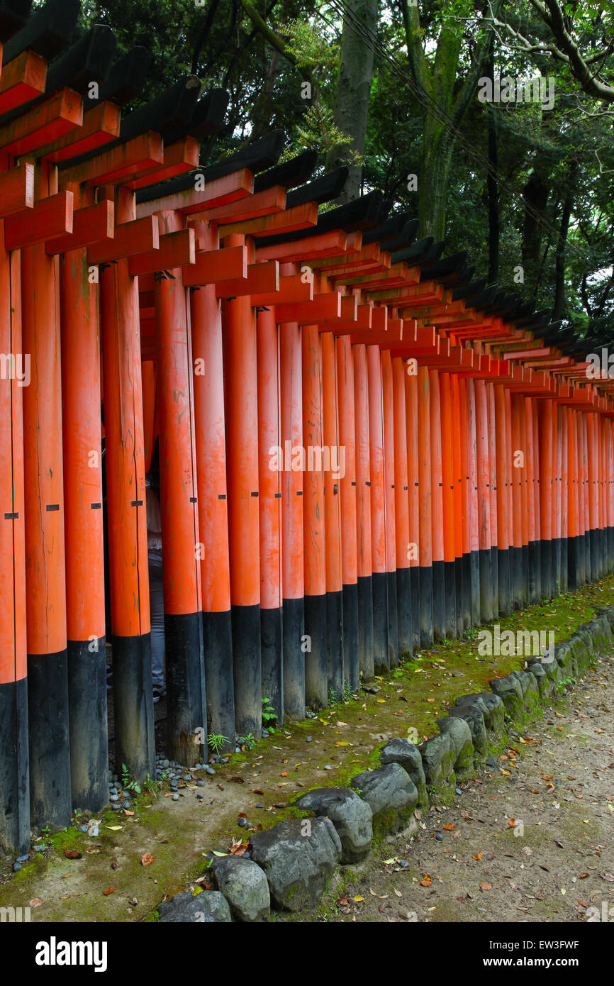 Torii gates at Fushimi Inari-Taish shrine in Kyoto Japan Stock Photo ...