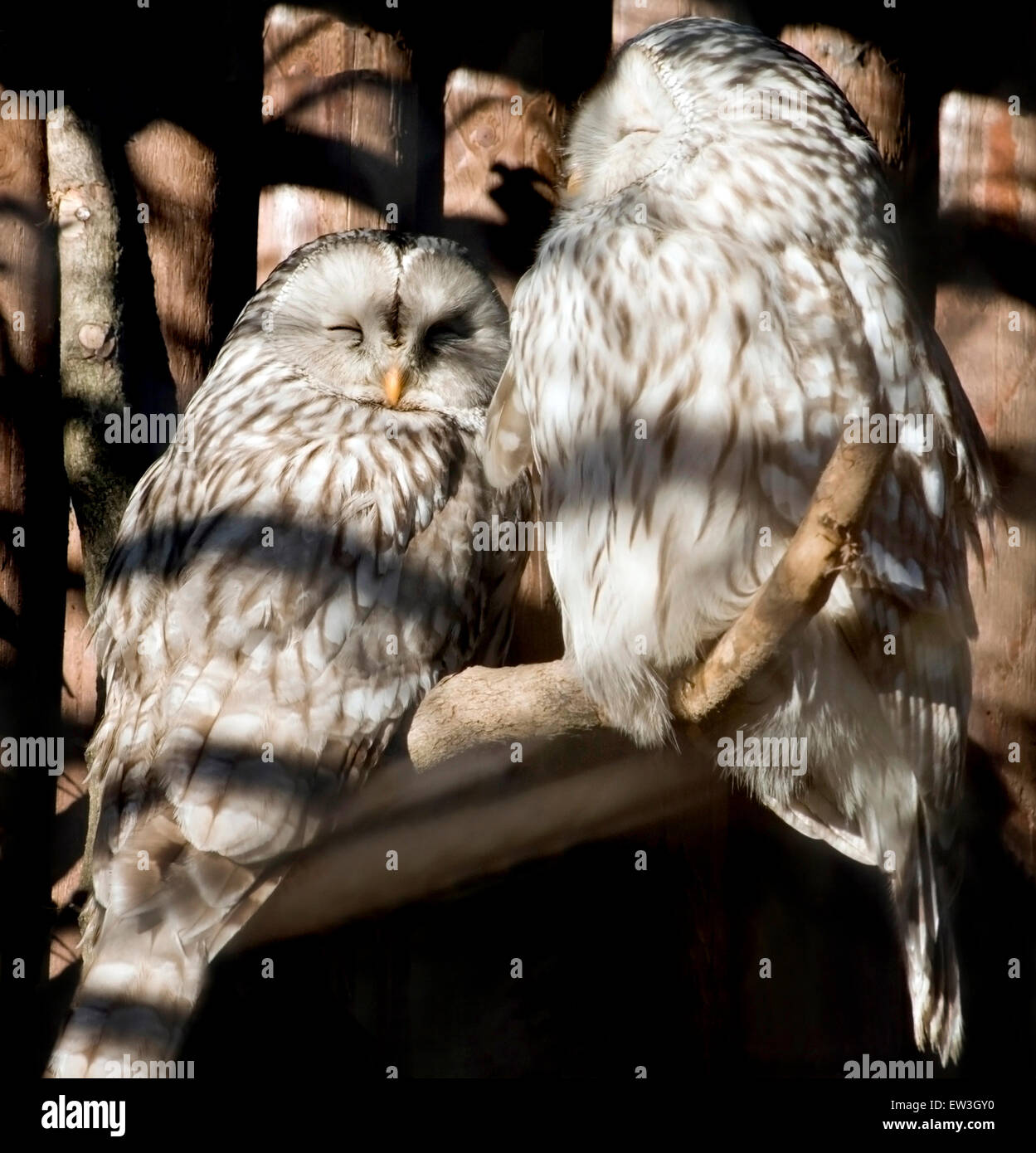 Two dreamy owls Stock Photo