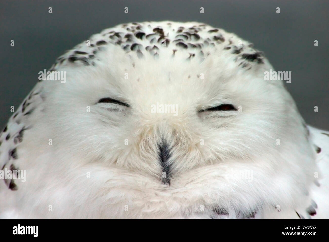 Dreamy snow owl Stock Photo