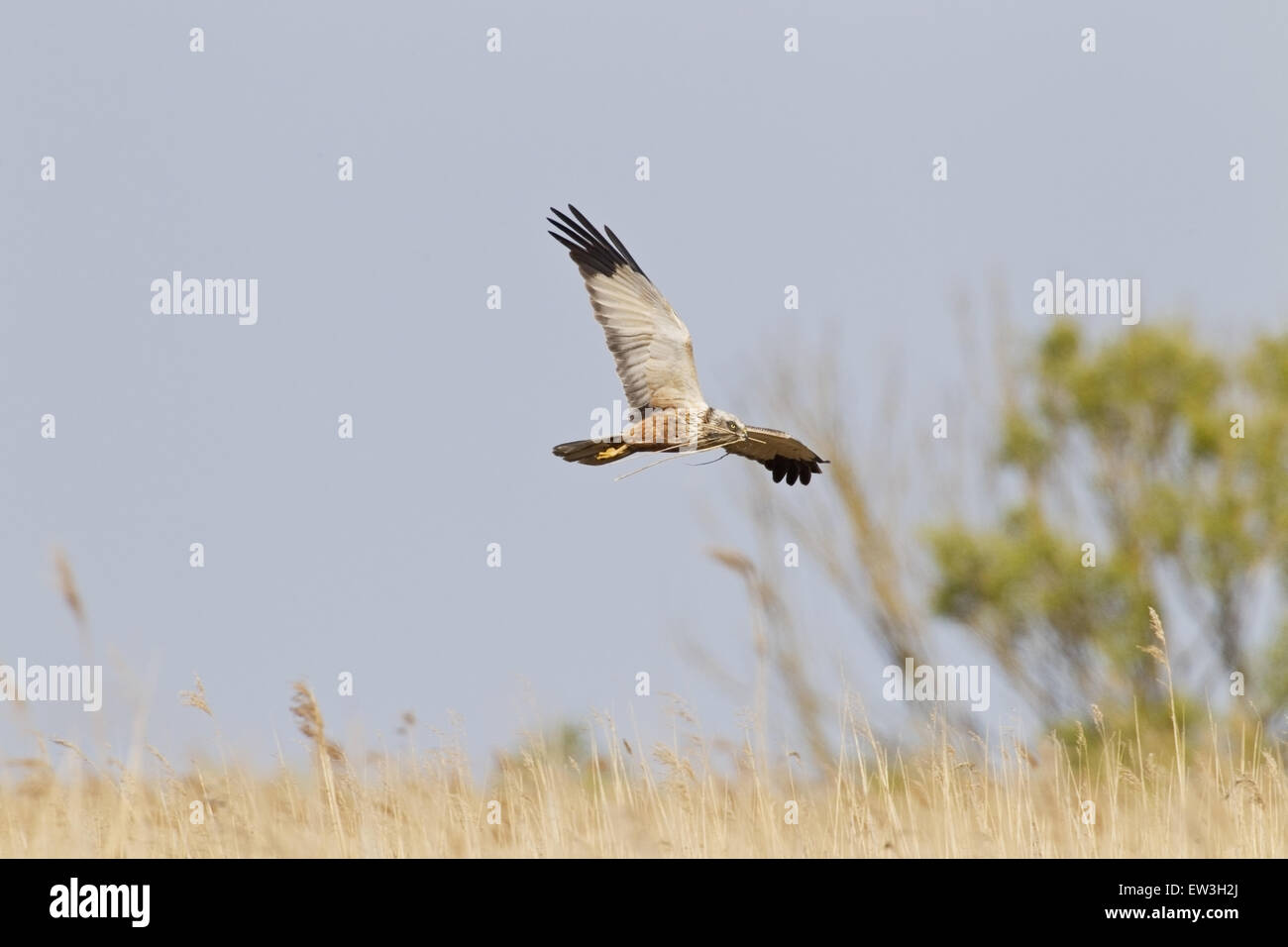 Western Marsh Harrier (Circus aeruginosus) adult male, in flight over reedbed, with nesting material in beak, Cley-next-the-sea, Norfolk, England, May Stock Photo