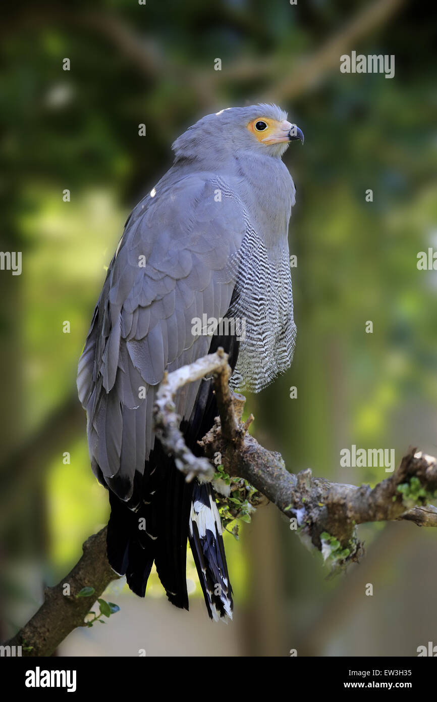 African harrier hawk polyboroides typus adult hi-res stock photography ...