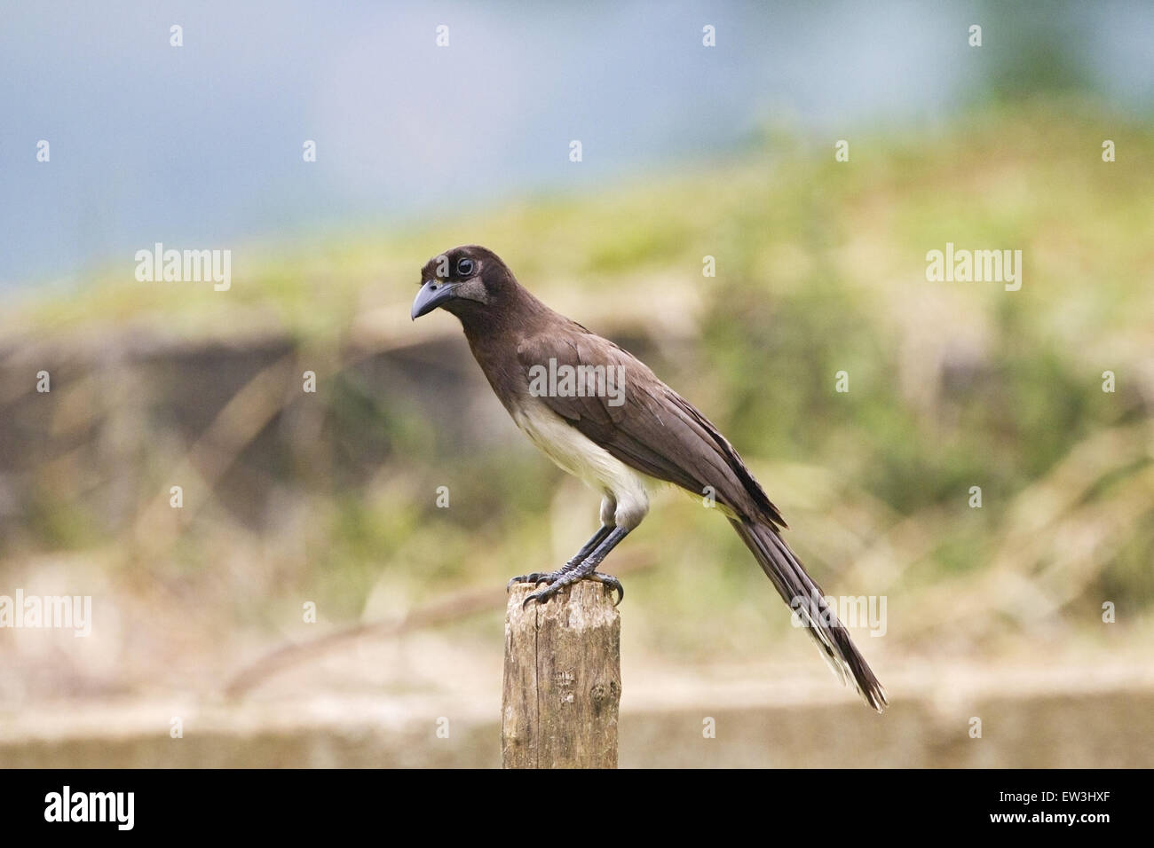Brown Jay (Psilorhinus morio) adult, perched on fencepost, Rancho Naturalista, Costa Rica, April Stock Photo