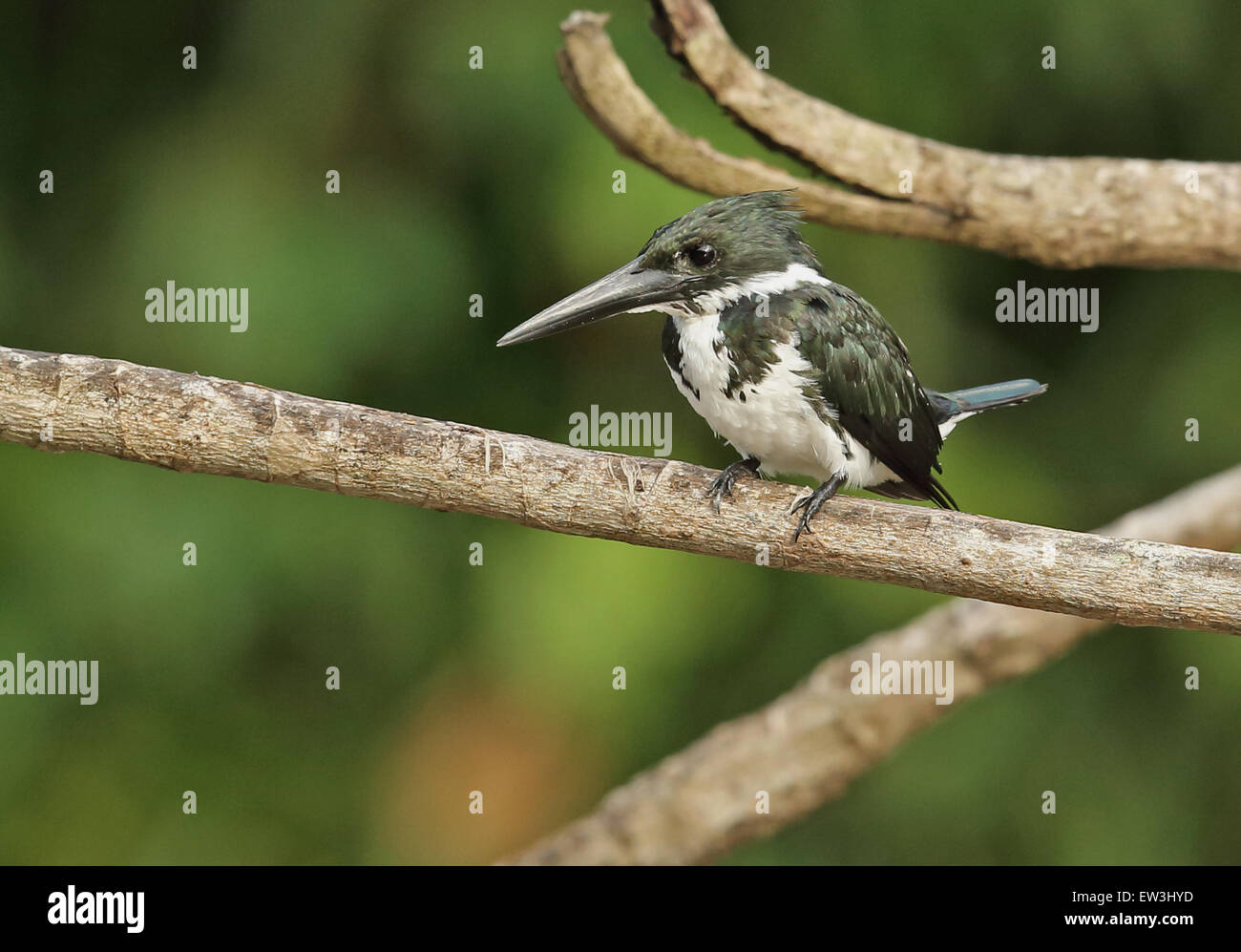 Amazon Kingfisher (Chloroceryle amazona) adult female, perched on branch, Darien, Panama, April Stock Photo