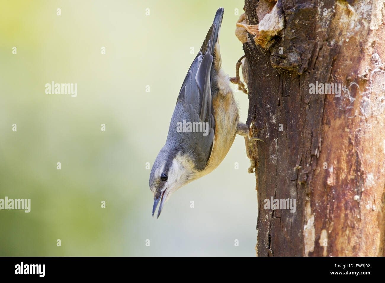 Eurasian Nuthatch (Sitta europaea) adult, clinging to tree trunk, Gabarevo, Bulgaria, June Stock Photo