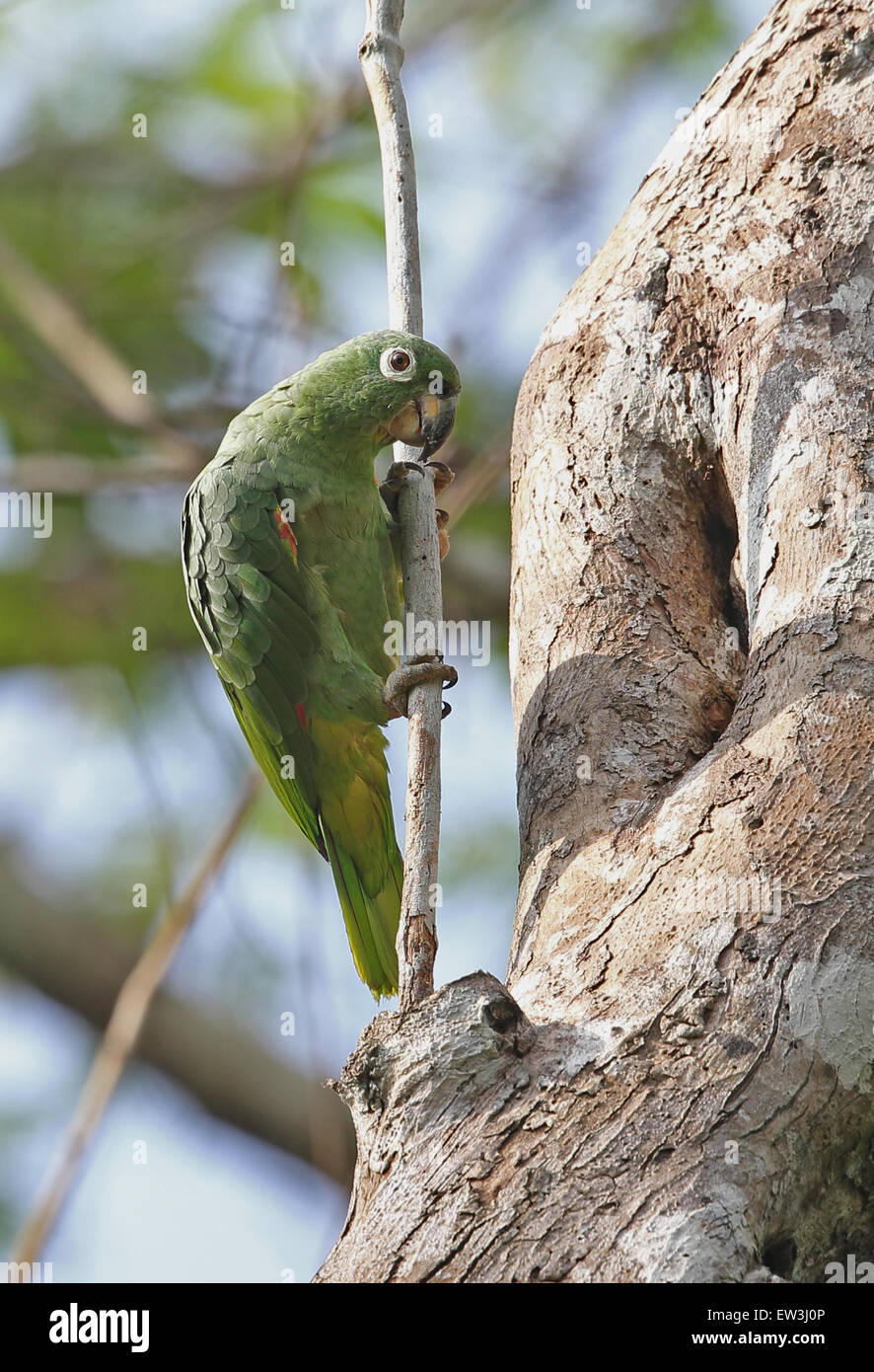 Mealy Parrot (Amazona farinosa) adult, inspecting tree hole, perched on branch, Darien, Panama, May Stock Photo