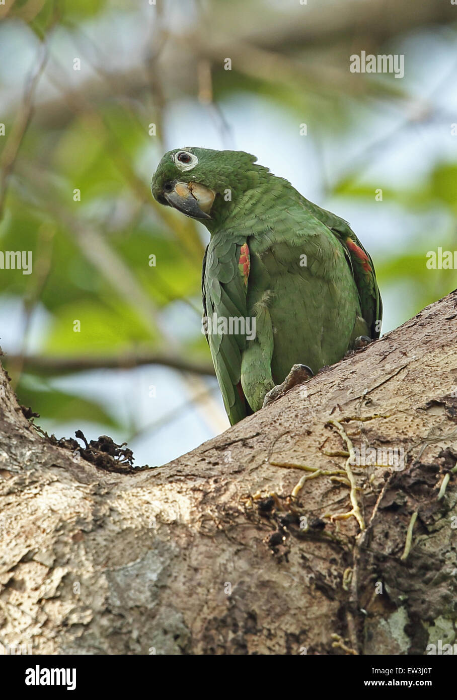 Mealy Parrot (Amazona farinosa) adult, perched in tree, Darien, Panama, May Stock Photo