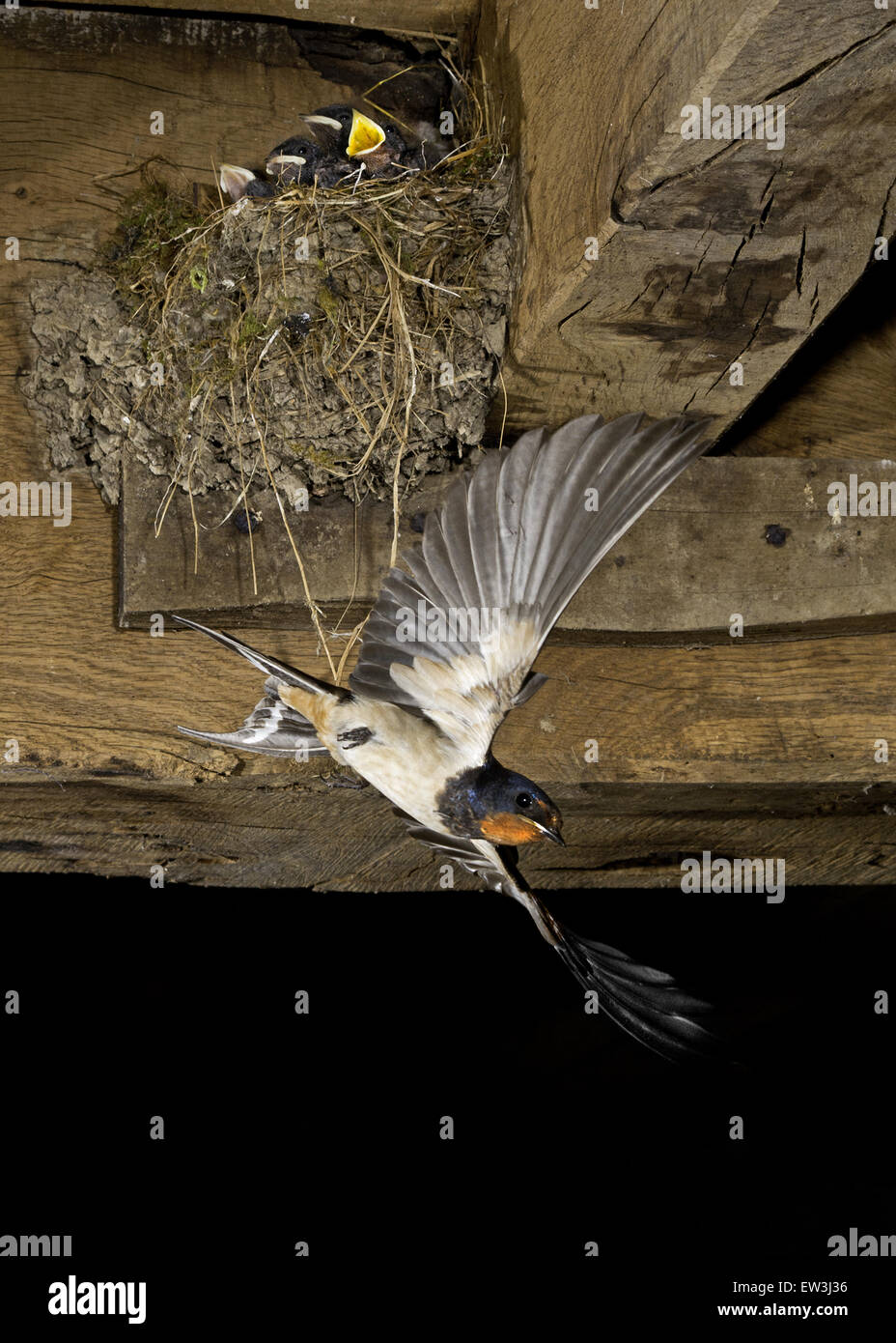 Barn Swallow (Hirundo rustica) adult, in flight, swooping down after feeding chicks at nest inside barn, Sussex, England, July Stock Photo