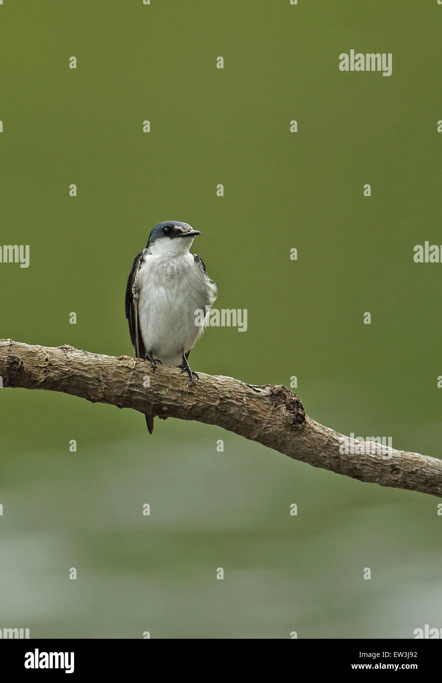 Mangrove Swallow (Tachycineta albilinea) adult, perched on branch, Darien, Panama, April Stock Photo