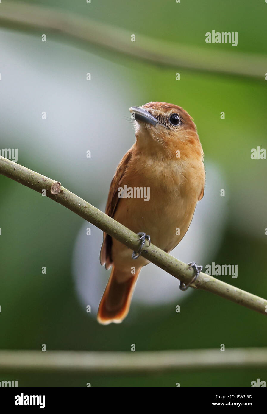 Cinnamon Becard (Pachyramphus cinnamomeus cinnamomeus) adult, perched on twig, San Francisco Reserve, Darien, Panama, April Stock Photo