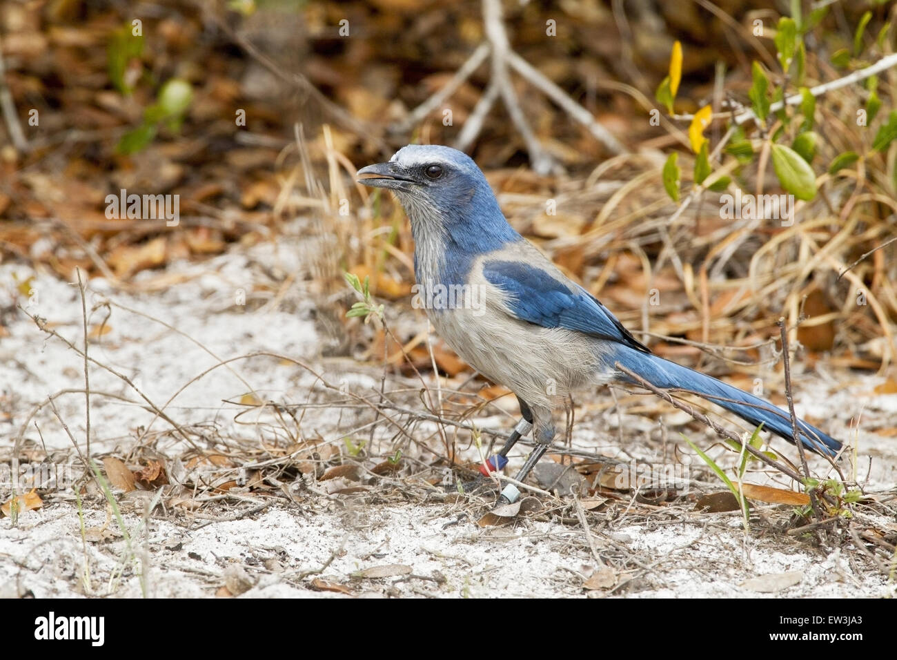 Florida Scrub Jay Aphelocoma coerulescens - Florida Scrub Jay Aphelocoma Coerulescens Adult With Coloured Bands EW3JA3