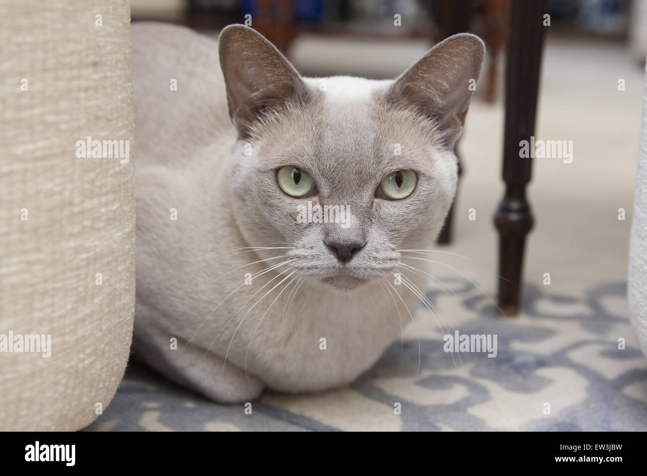 Lila Birmese Kat Profile For Lilac's Burmese — free download
