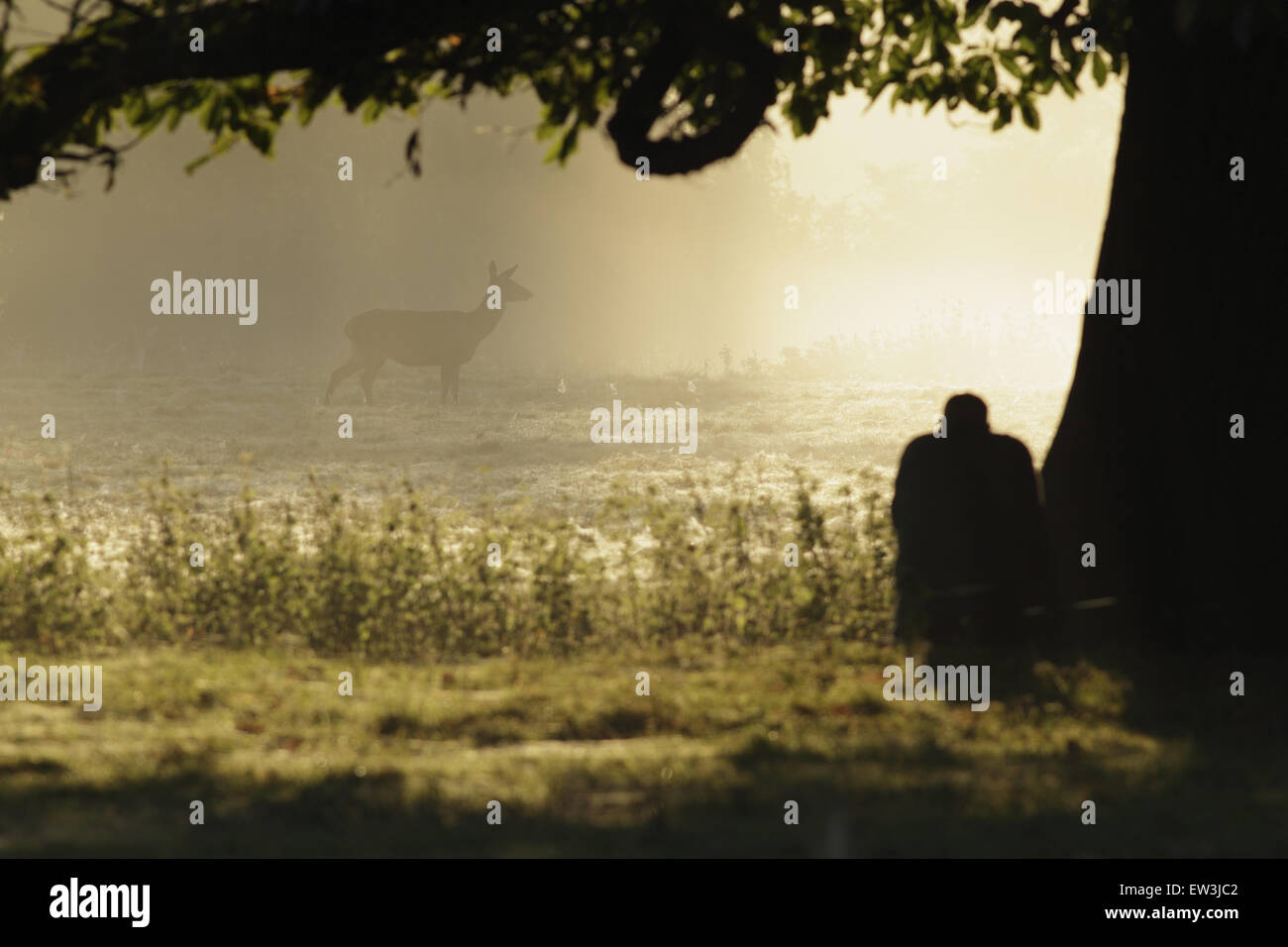 Red Deer (Cervus elaphus) hind, standing in early morning fog, being stalked by photographer, Studley Royal Deer Park, Studley Roger, North Yorkshire, England, October Stock Photo