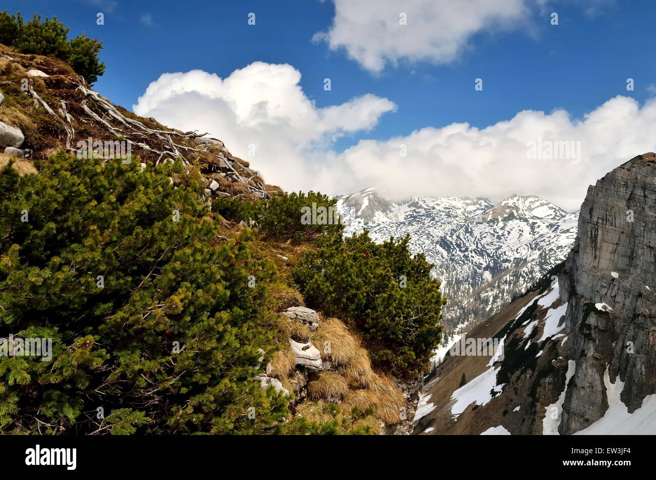 Mountain landscape. View from Loser peak over dwarf pine trees, steep rocky wall and summits covered with snow, Dead Mountains. Stock Photo