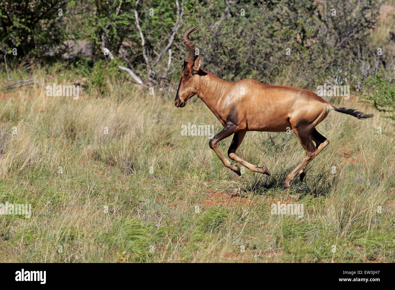 Hartebeest subspecies hi-res stock photography and images - Alamy