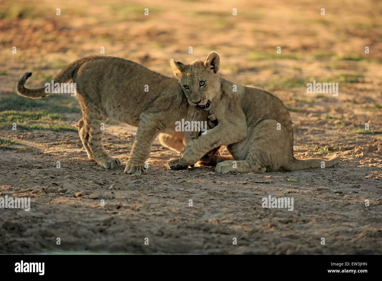Transvaal Lion (Panthera leo krugeri) two cubs, four-months old, playfighting at waterhole in semi-desert, Tswalu Kalahari Reserve, Kalahari Desert, Northern Cape, South Africa, November Stock Photo