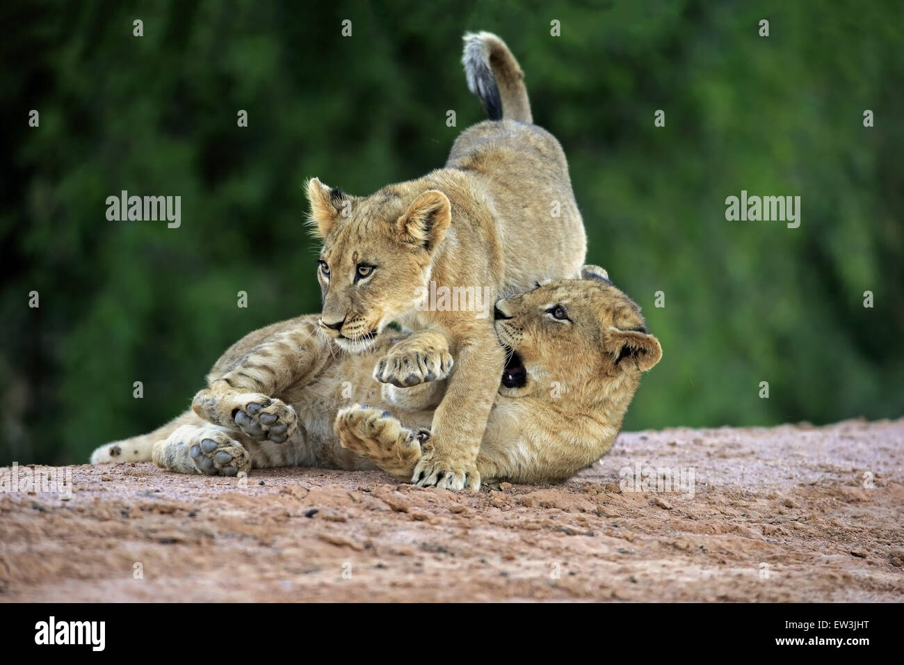 Transvaal Lion (Panthera leo krugeri) two cubs, four-months old, playfighting at waterhole in semi-desert, Tswalu Kalahari Reserve, Kalahari Desert, Northern Cape, South Africa, November Stock Photo