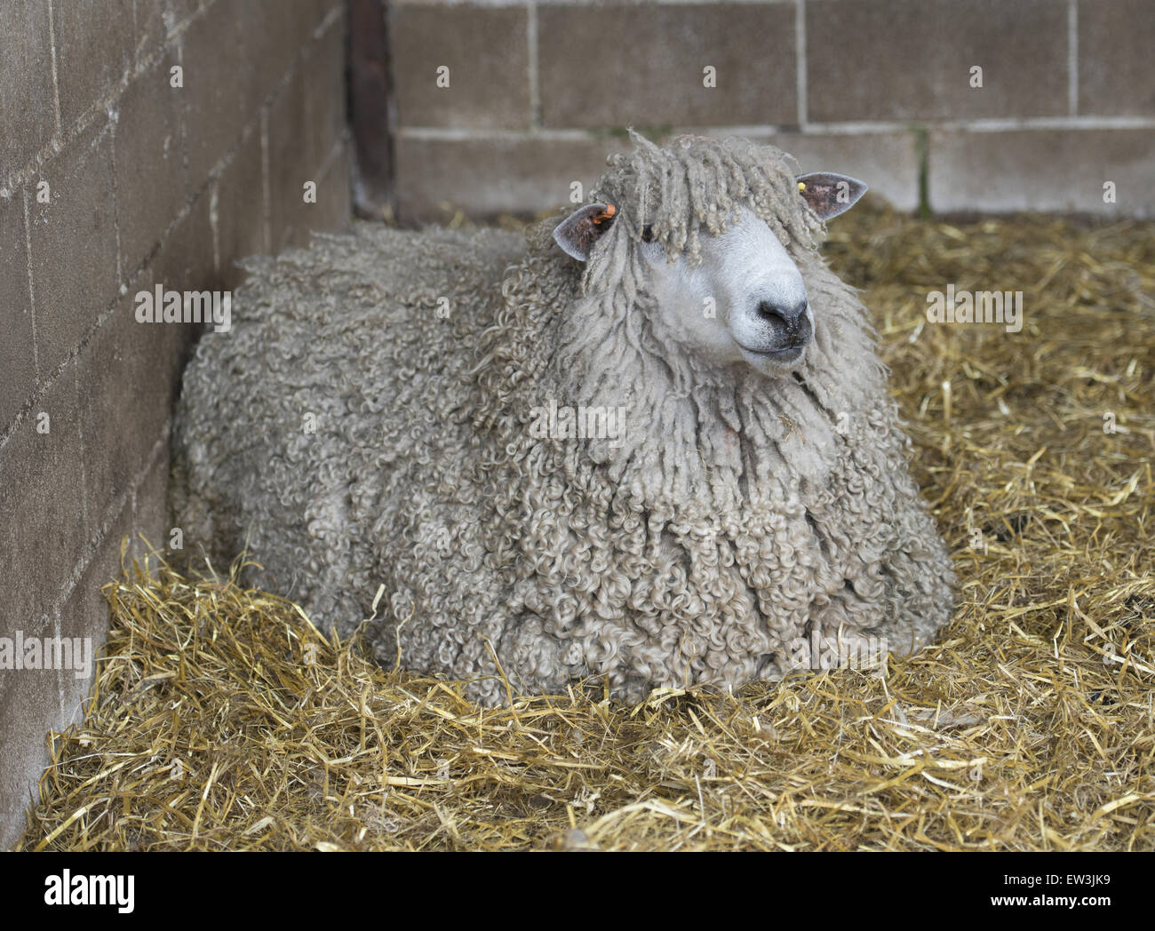 Domestic Sheep, Lincoln Longwool, ewe, resting on straw bedding