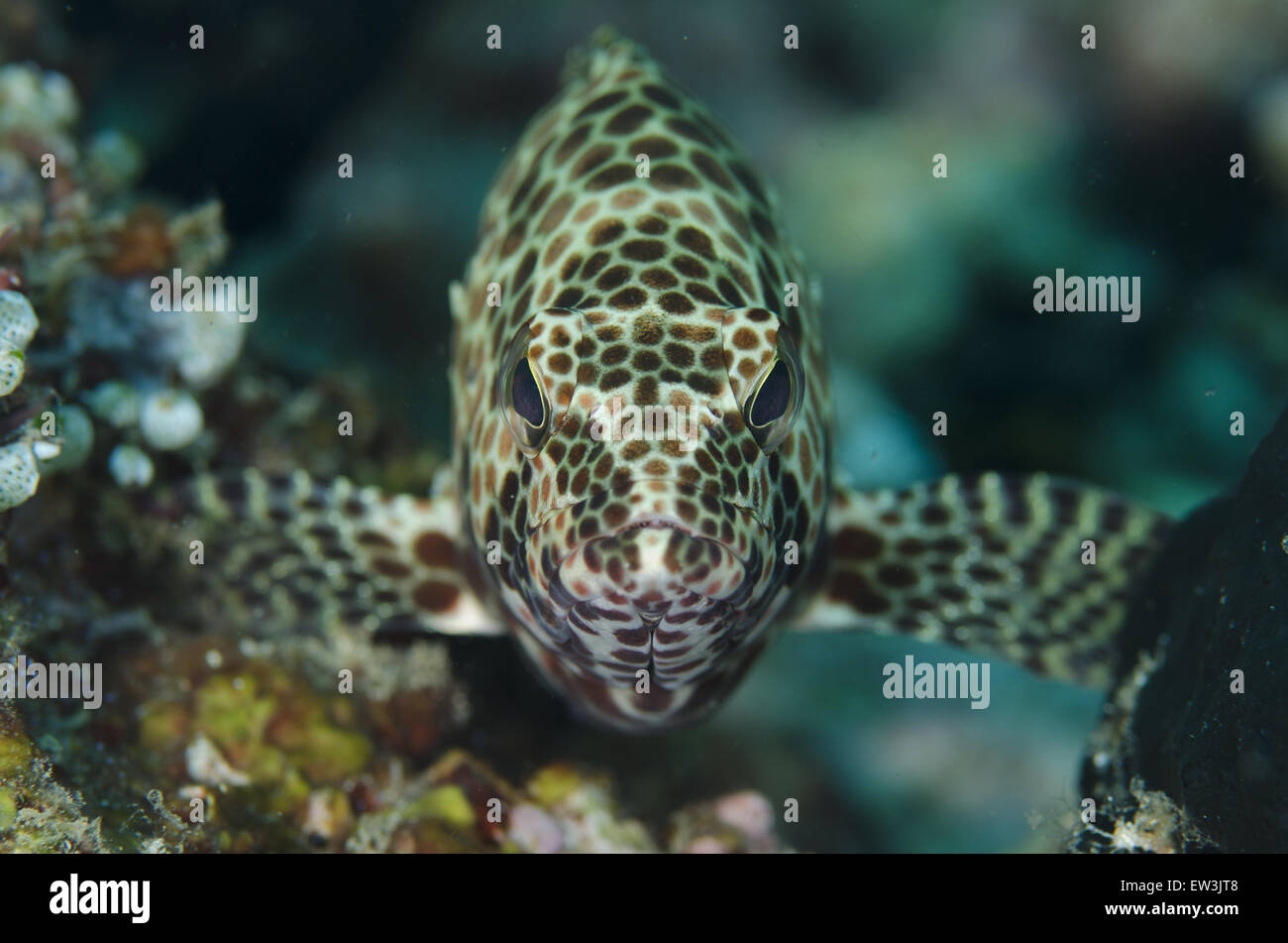 Honeycomb Grouper (Epinephelus merra) adult, Lembeh Straits, Sulawesi, Greater Sunda Islands, Indonesia, February Stock Photo