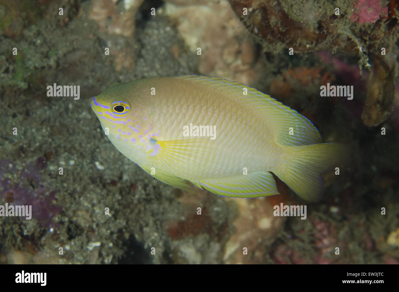 Ambon Damselfish (Pomacentrus amboinensis) sub-adult, swimming, Lembeh Straits, Sulawesi, Greater Sunda Islands, Indonesia, February Stock Photo