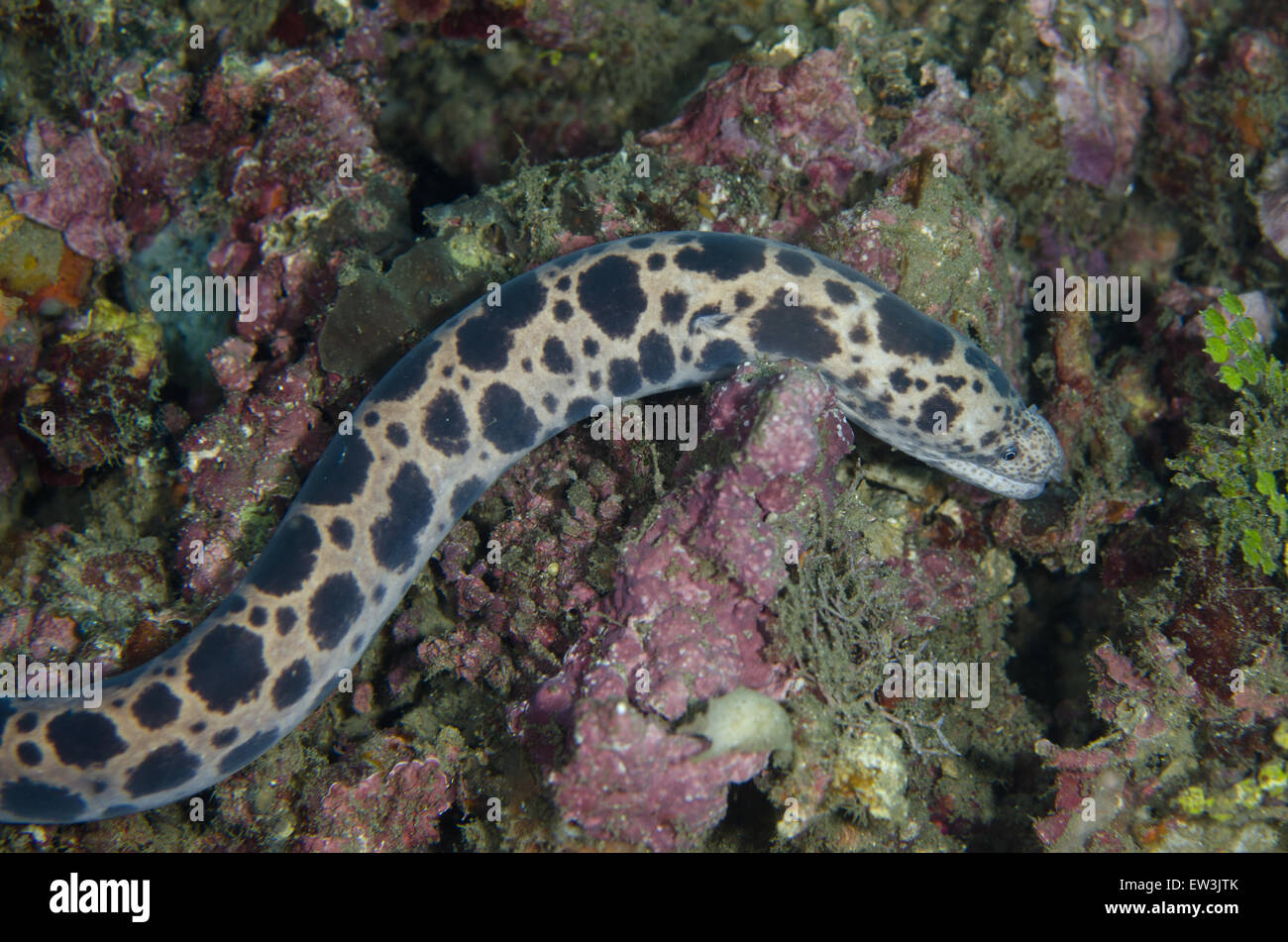Tiger Snake Moray (Scuticaria tigrina) adult, free-swimming on reef, Lembeh Straits, Sulawesi, Greater Sunda Islands, Indonesia, February Stock Photo