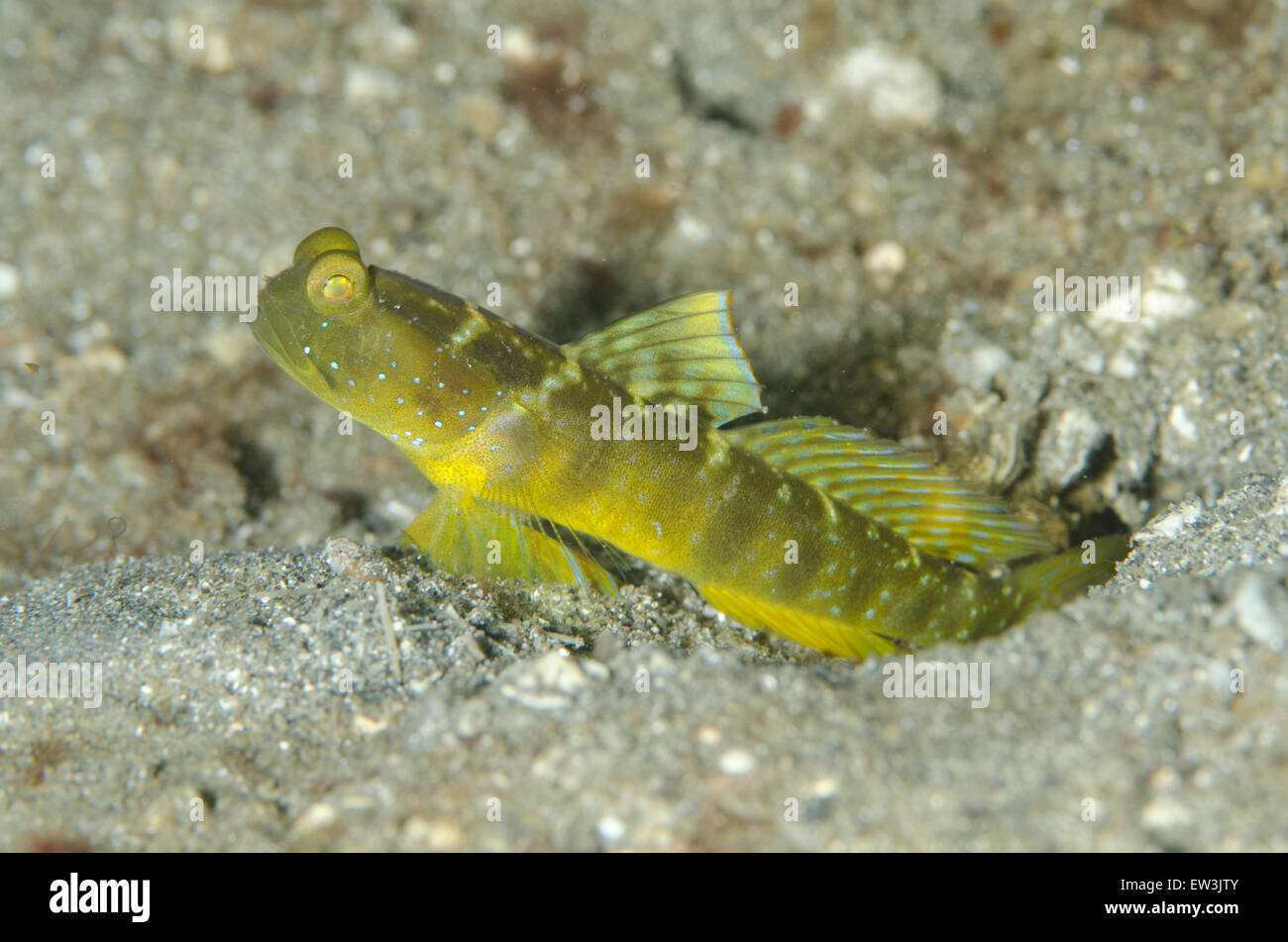 Yellow Shrimpgoby (Cryptocentrus cinctus) adult, at burrow entrance, Serena Besar, Lembeh Straits, Sulawesi, Greater Sunda Islands, Indonesia, February Stock Photo