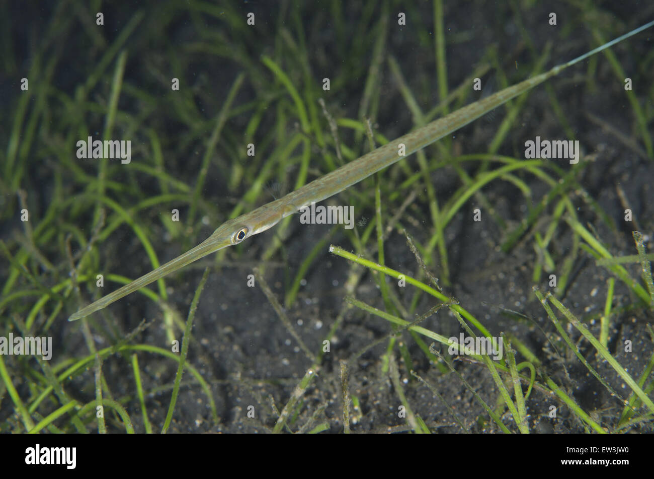 Bluespotted (Fistularia commersonii) adult, amongst