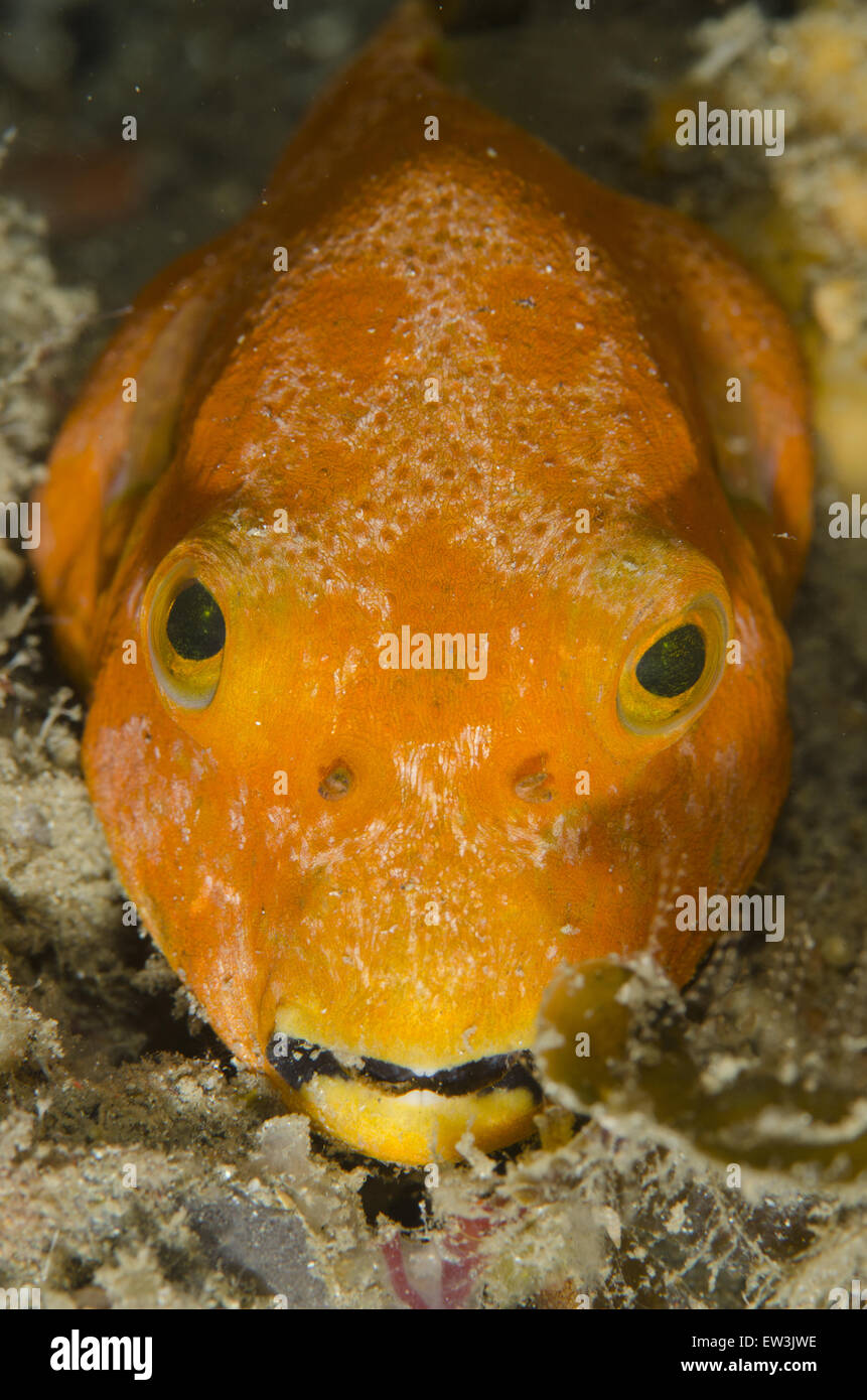Orange pufferfish hi-res stock photography and images - Alamy