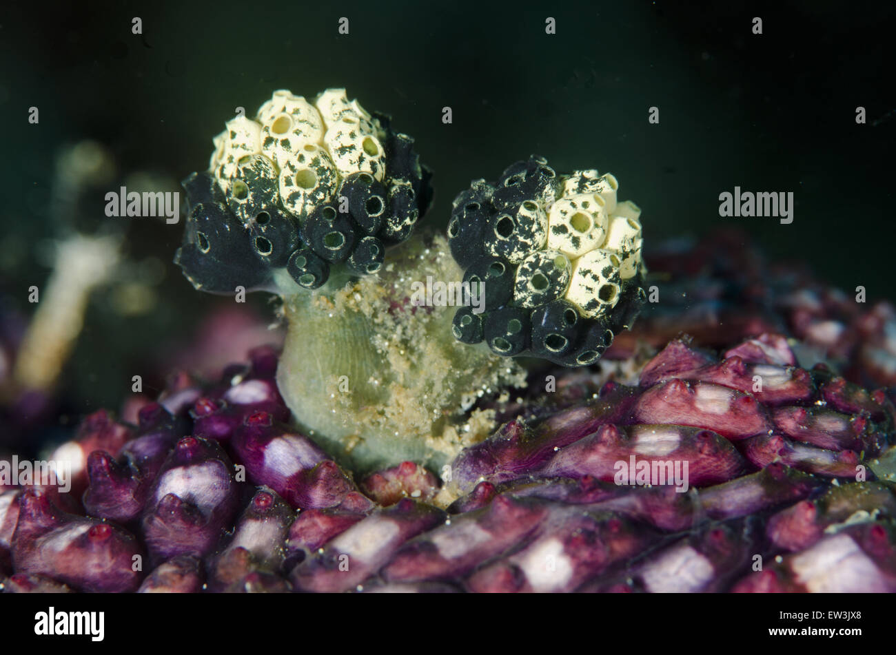 Lollipop Tunicate (Nephtheis fascicularis) on Purple Tunicate (Eusynstyela misakiensis) group, Lembeh Straits, Sulawesi, Greater Sunda Islands, Indonesia, February Stock Photo