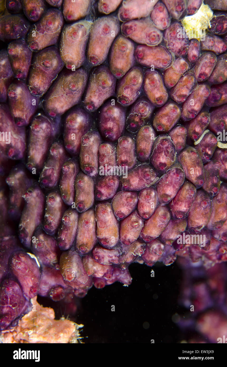 Purple Tunicate (Eusynstyela misakiensis) group, Jiko Lemang, Lembeh Straits, Sulawesi, Greater Sunda Islands, Indonesia, February Stock Photo