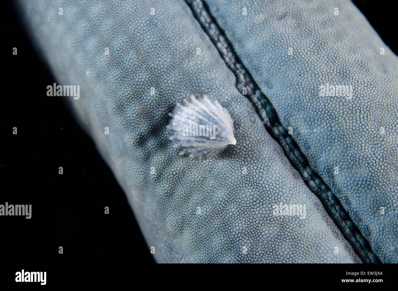 Crystalline Seastar Snail (Thyca crystallina) adult, parasitic on Blue Starfish (Linckia laevigata), Lembeh Straits, Sulawesi, Greater Sunda Islands, Indonesia, February Stock Photo