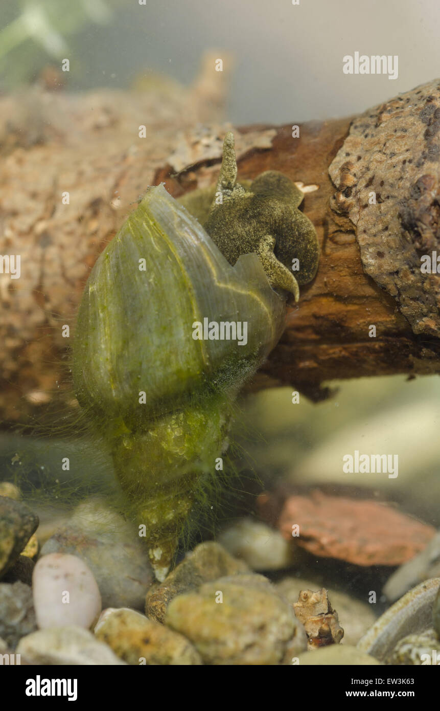 Great Pond Snail (Lymnaea stagnalis) adult, with algae on shell, in