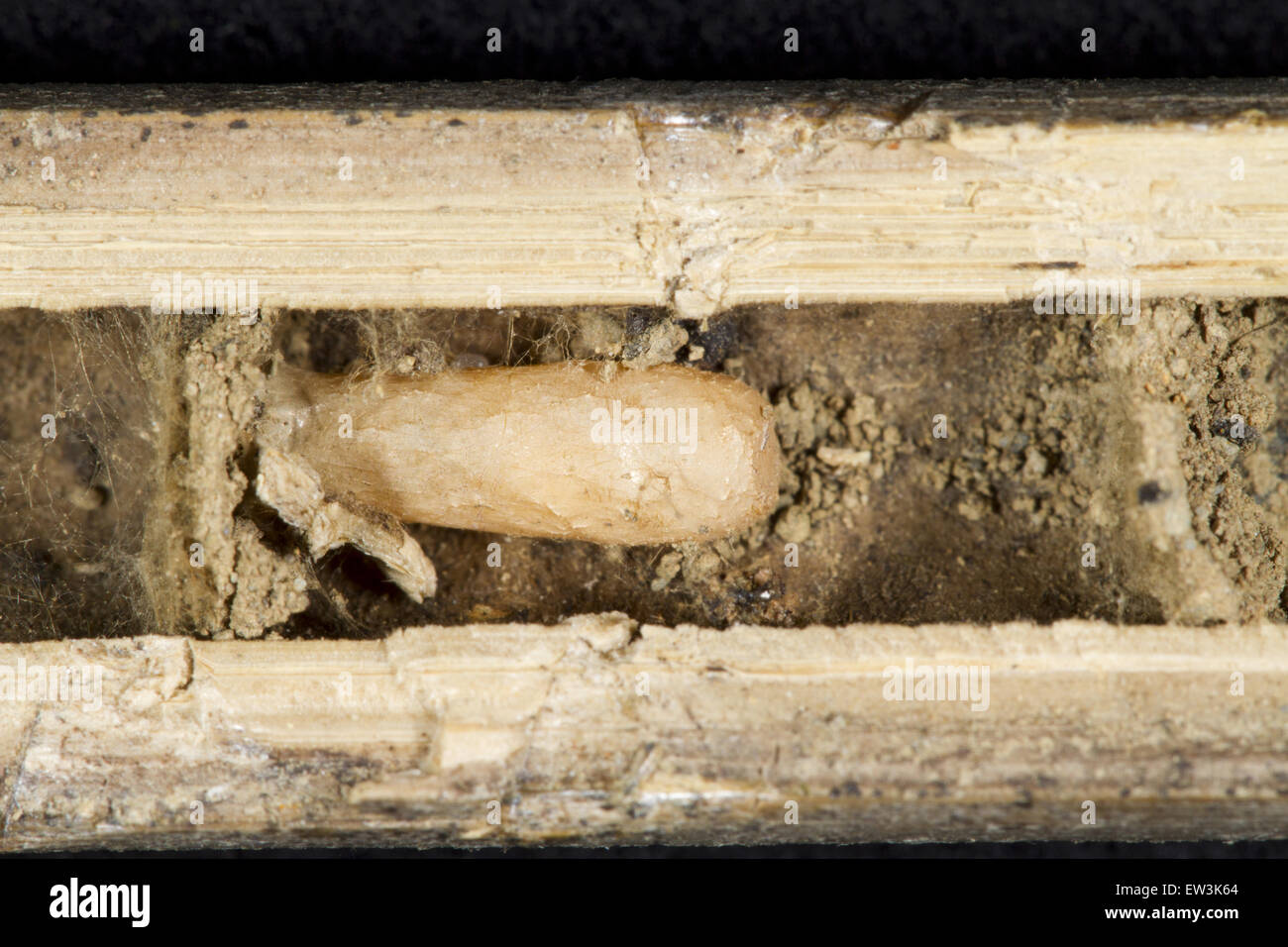 Black Wood Borer Wasp (Trypoxylon figulus) cocoon, in nest cell inside