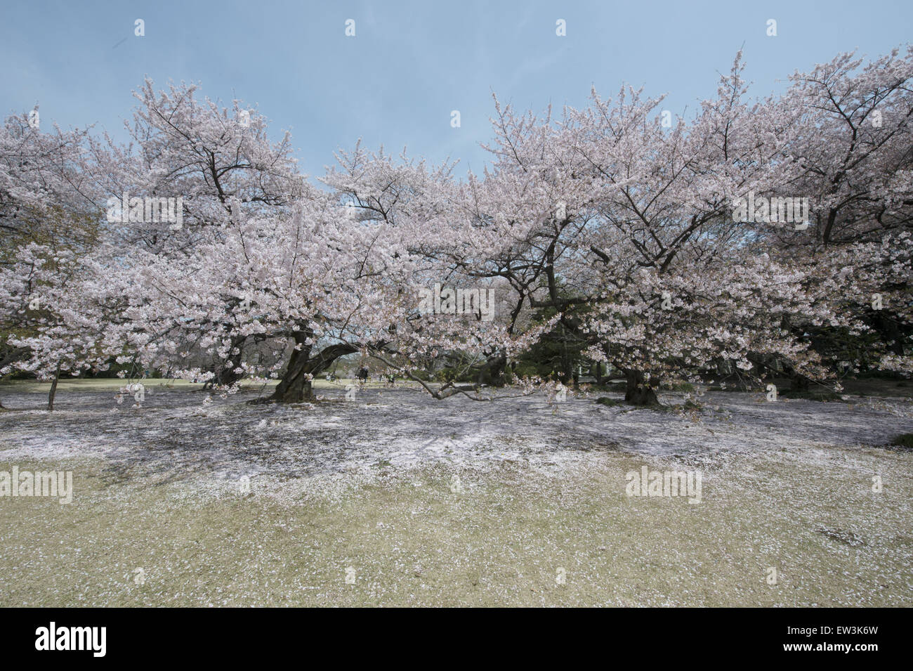 Yoshino Cherry (Prunus x yedoensis) habit, flowering in parkland ...
