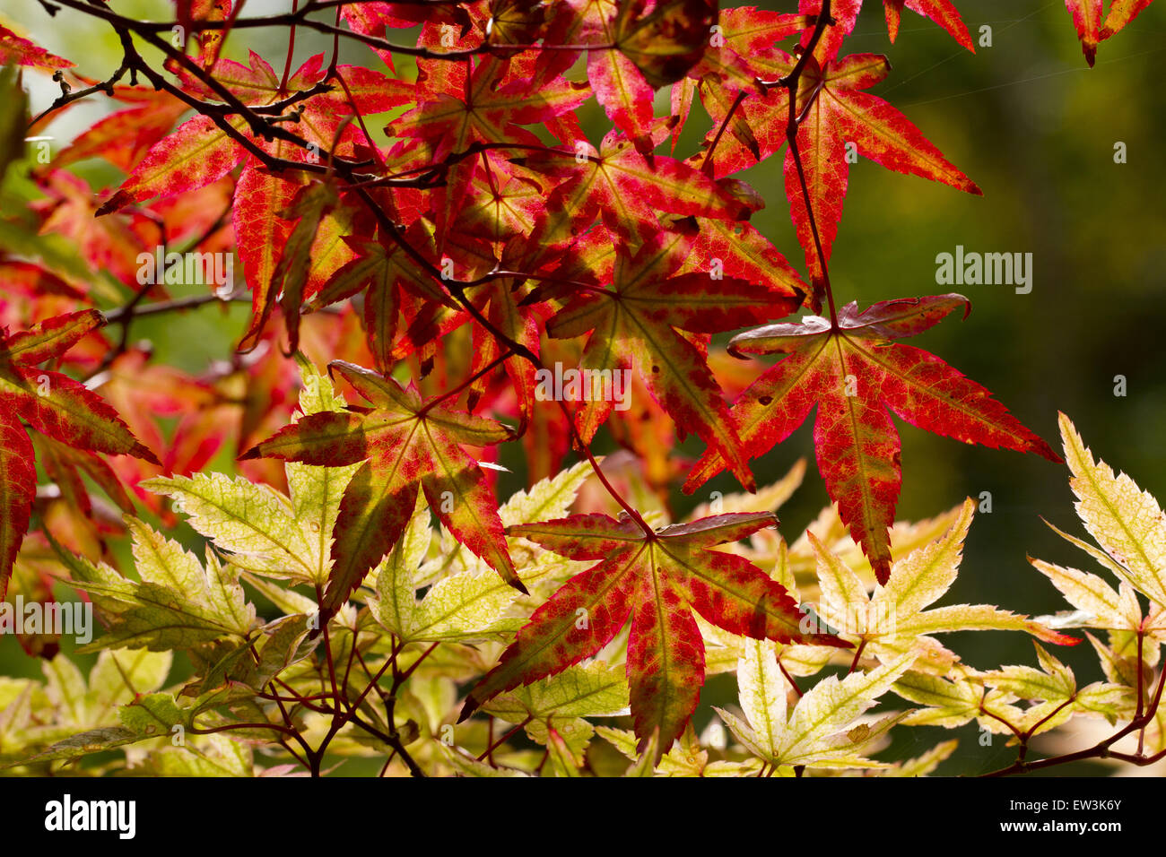 Smooth japanese maples hi-res stock photography and images - Alamy