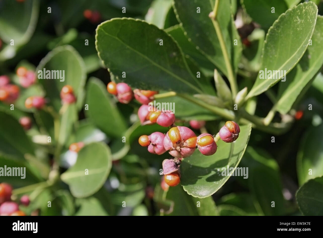 Japanese Spindle Euonymus Japonicus Close Up Of Fruit Growing In Garden Hedge Mendlesham Suffolk England March Stock Photo Alamy