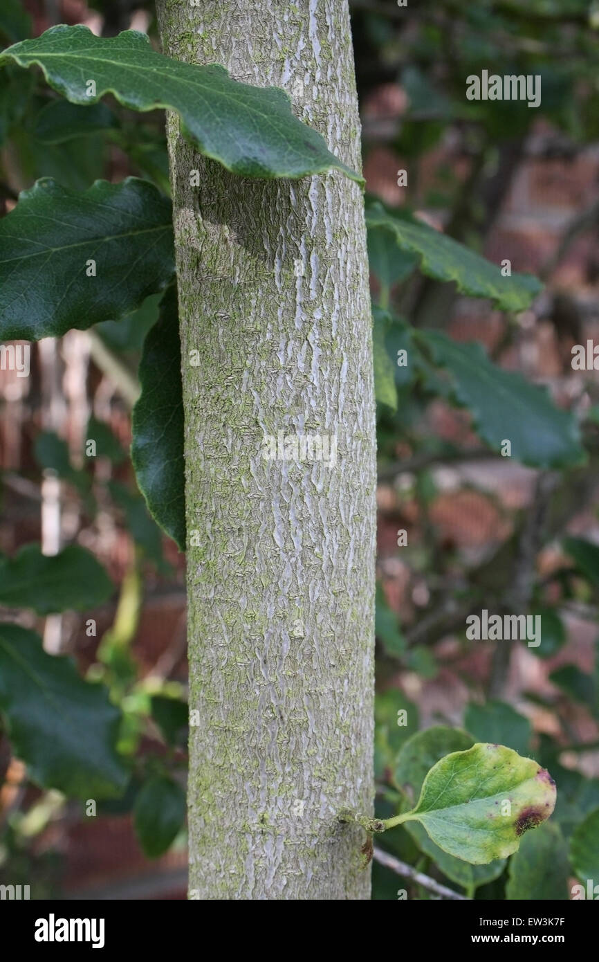 Wavyleaf Silktassle (Garrya elliptica) close-up of trunk, growing in garden, Mendlesham, Suffolk, England, March Stock Photo