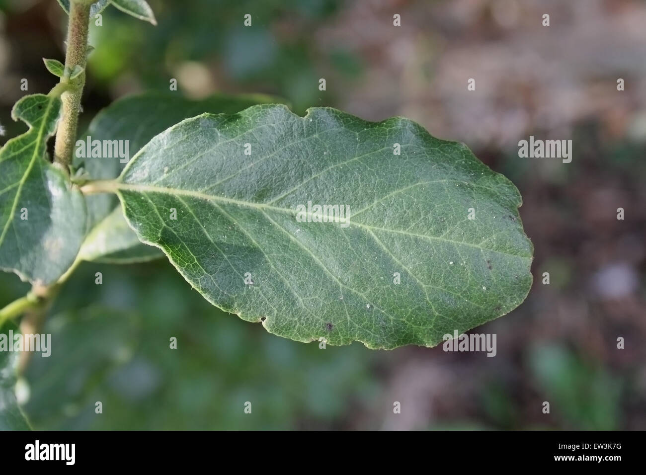 Wavyleaf Silktassle (Garrya elliptica) close-up of leaf, growing in garden, Mendlesham, Suffolk, England, March Stock Photo