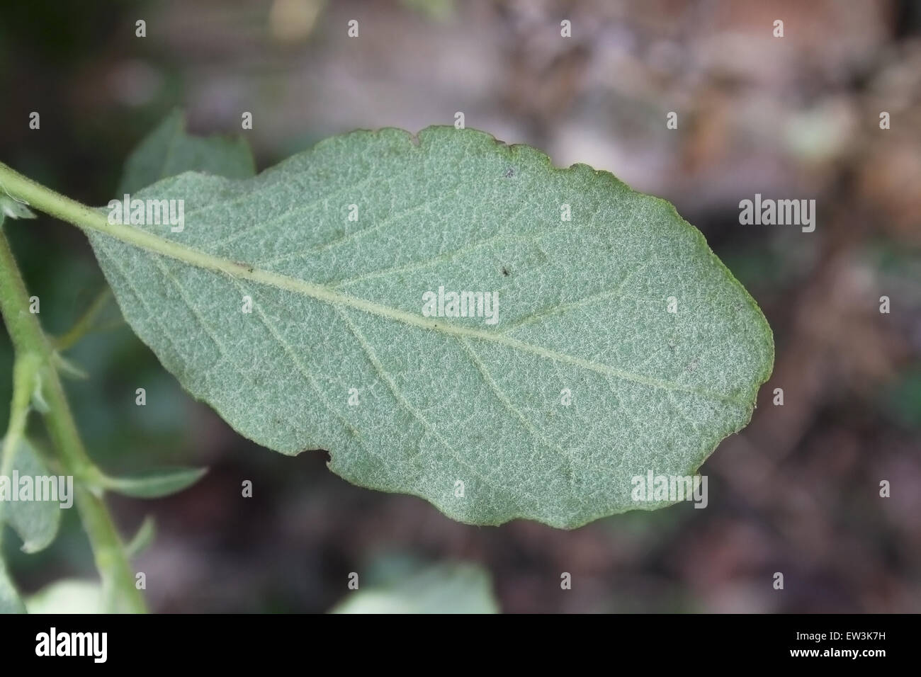 Wavyleaf Silktassle (Garrya elliptica) close-up of leaf underside, growing in garden, Mendlesham, Suffolk, England, March Stock Photo