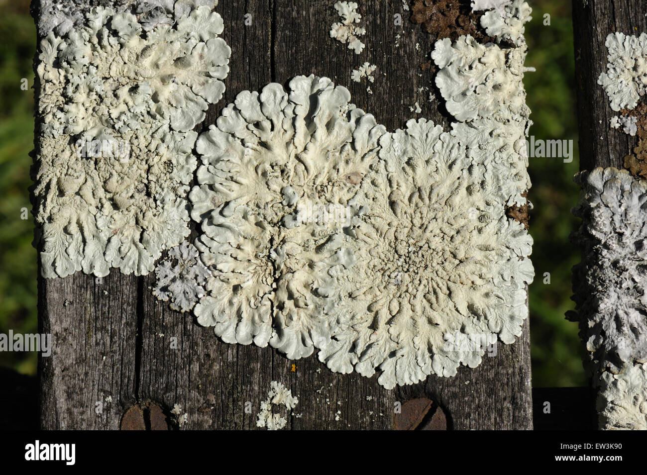 Grey-green Round Lichen, Diploicia canescens, on old wood of garden table, Devon, England, May Stock Photo