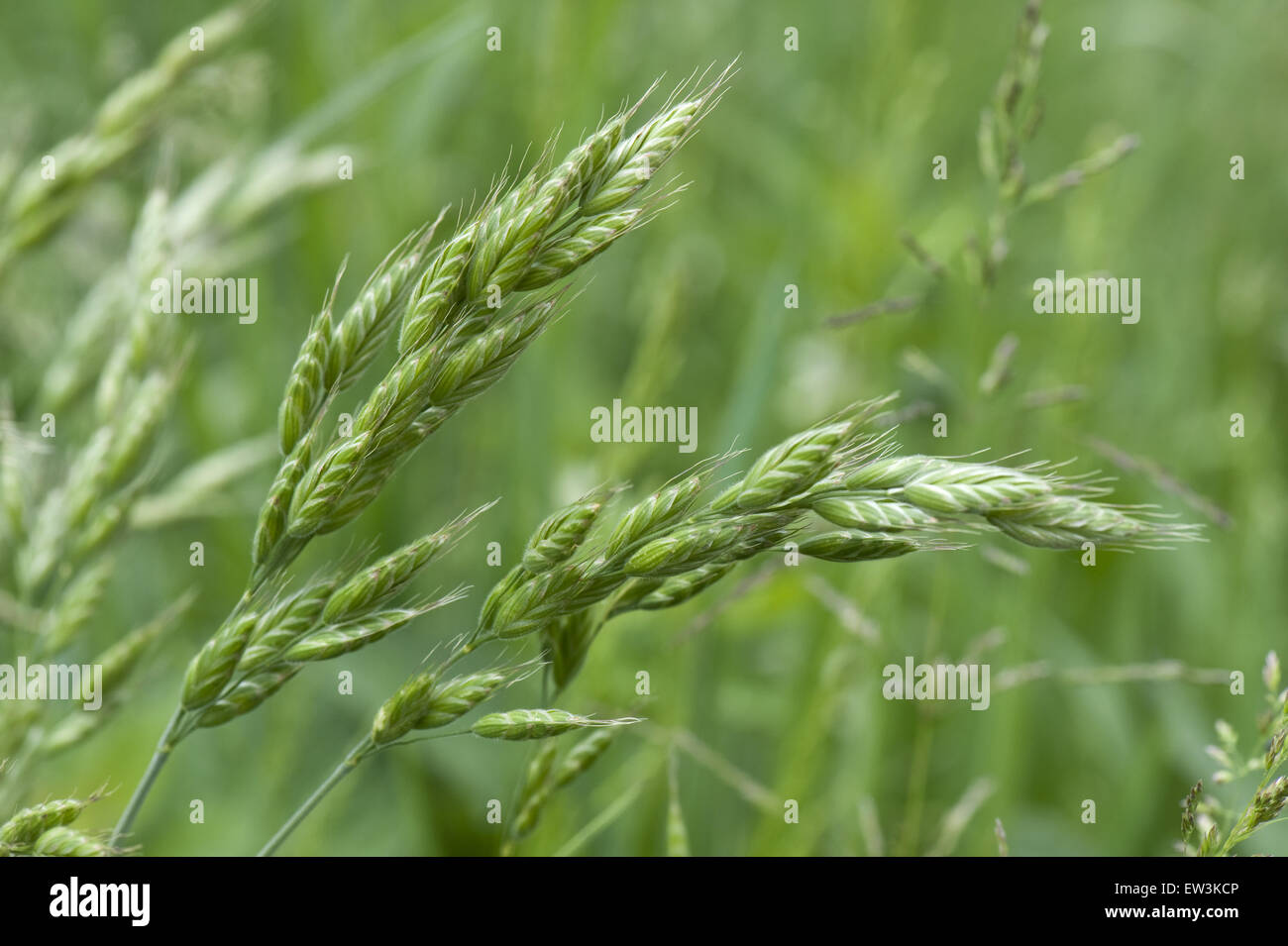 Bromus deals