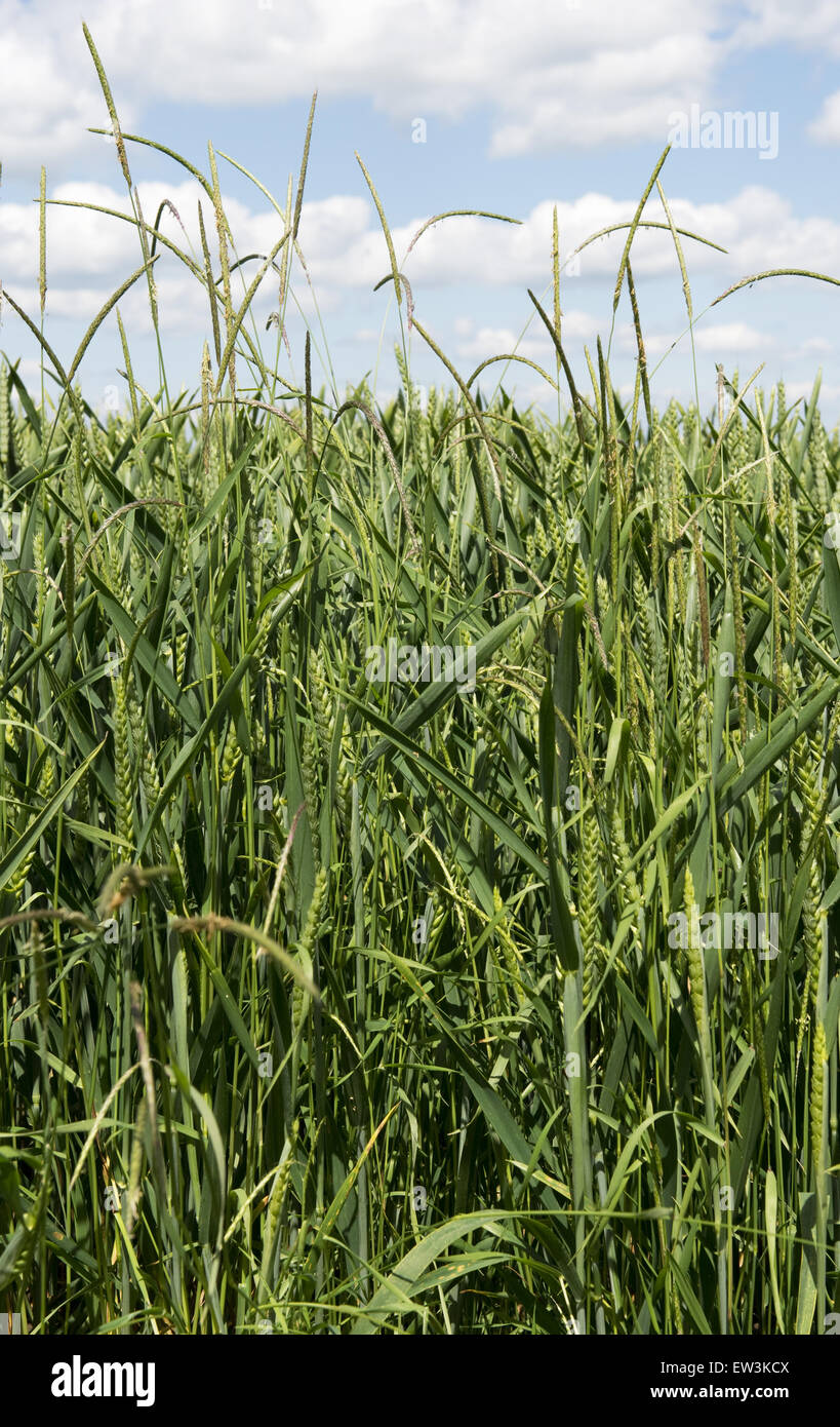 Blackgrass, Alopecurus myosuroides, flowering grass spikes in wheat ...