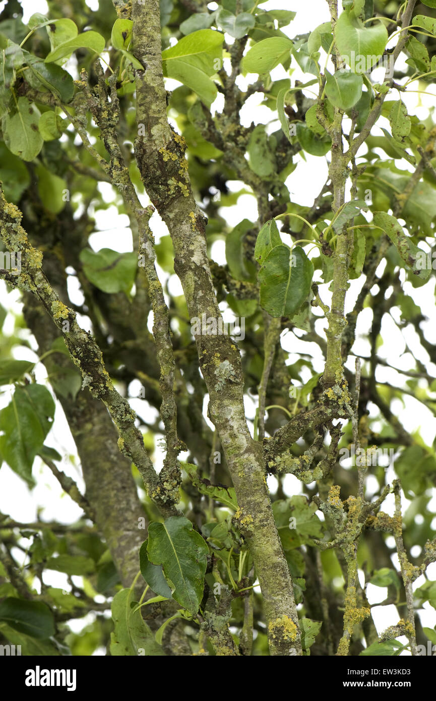 Common Pear, Pyrus communis, with Cankers, Nectria galligena, and lichens on wood of old tree, Berkshire, England, June Stock Photo