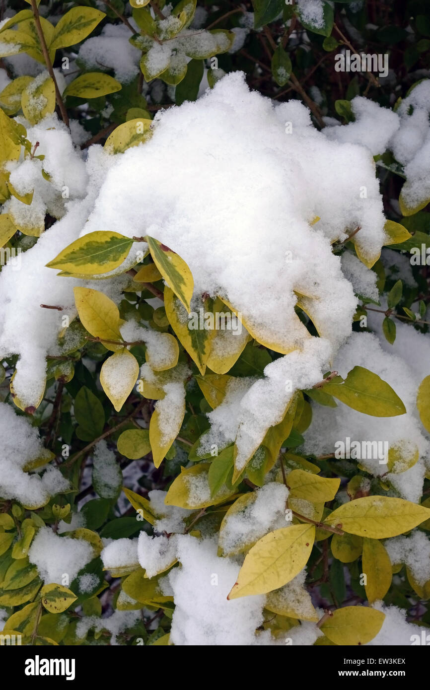Japanese Privet, Ligustrum japonicum, fresh snow collecting on variegated leaves of hedge in garden, Berkshire, England, February Stock Photo