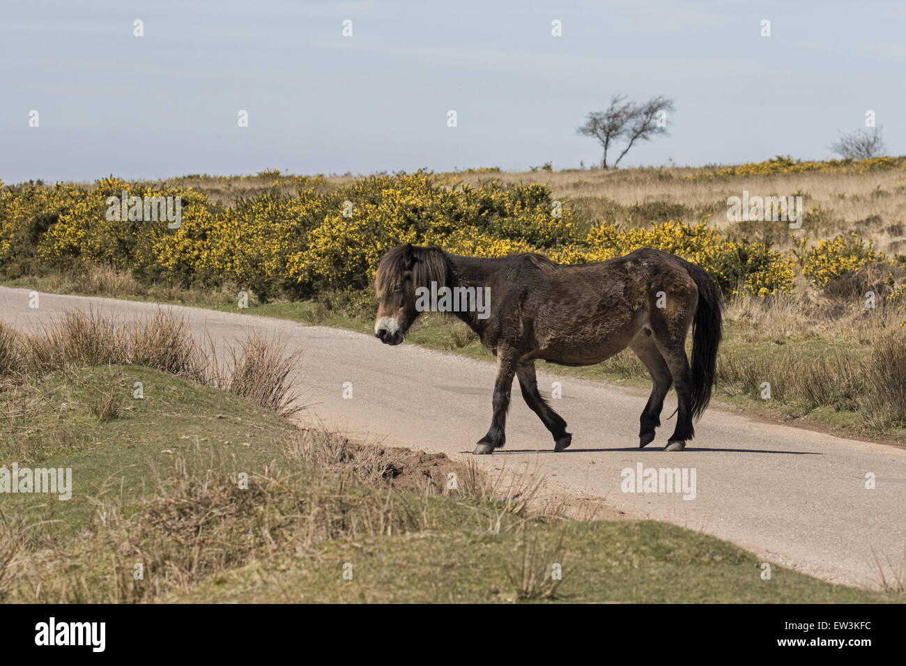 Pony Road High Resolution Stock Photography and Images - Alamy