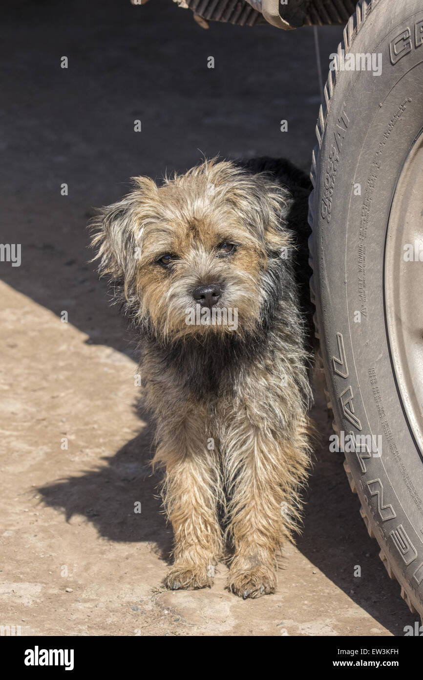 Border terrier looking out from behind a car tyre. Stock Photo