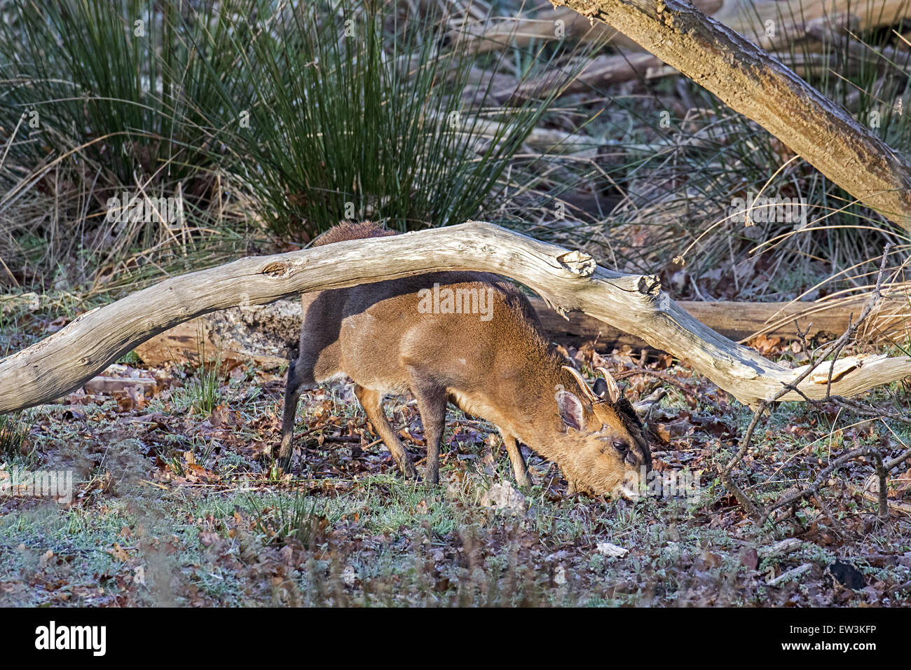 Muntjac Deer male in early morning at Minsmere Suffolk - Muntiacus reevesi. Stock Photo