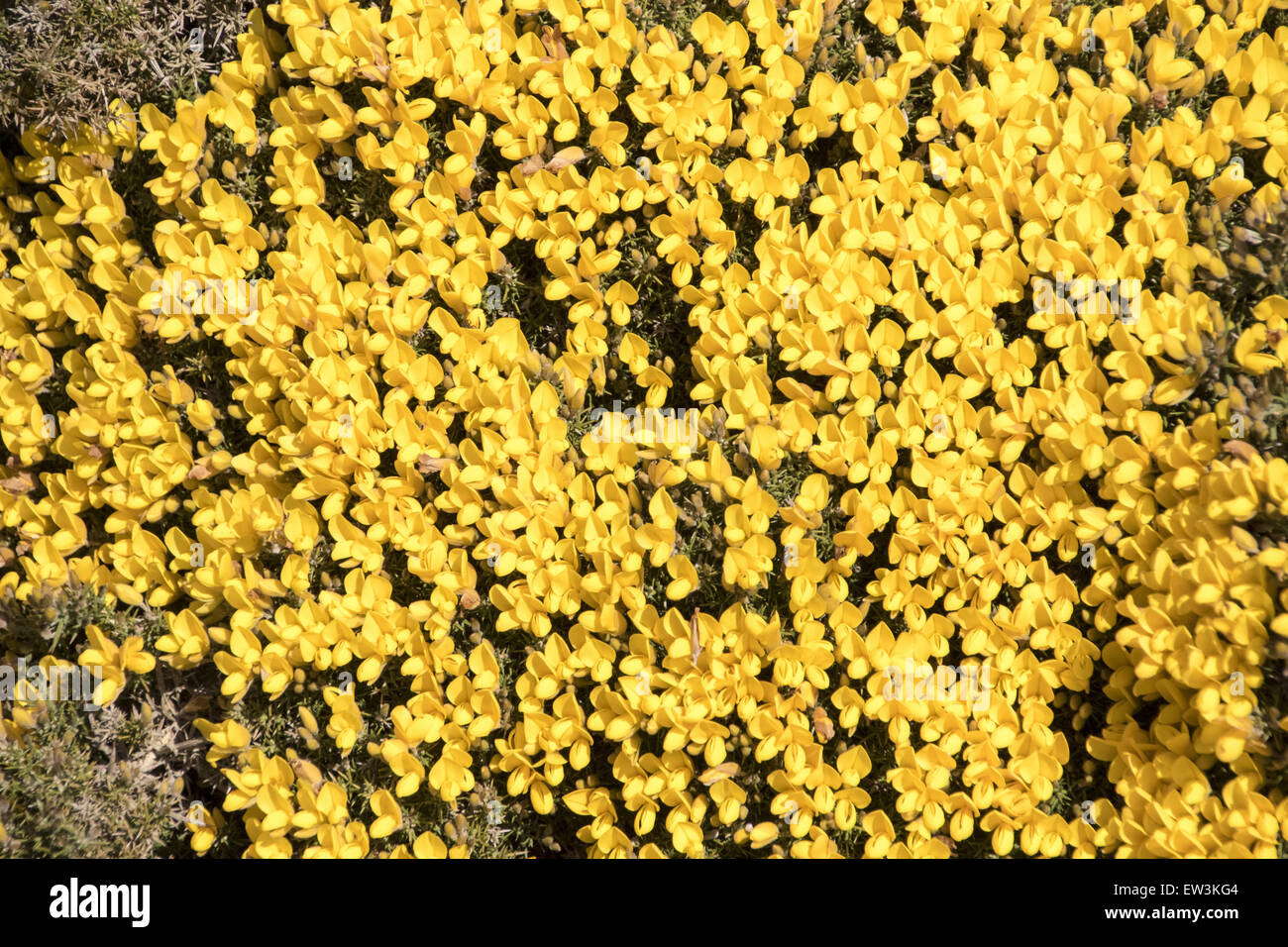 Spring flowering gorse. Stock Photo