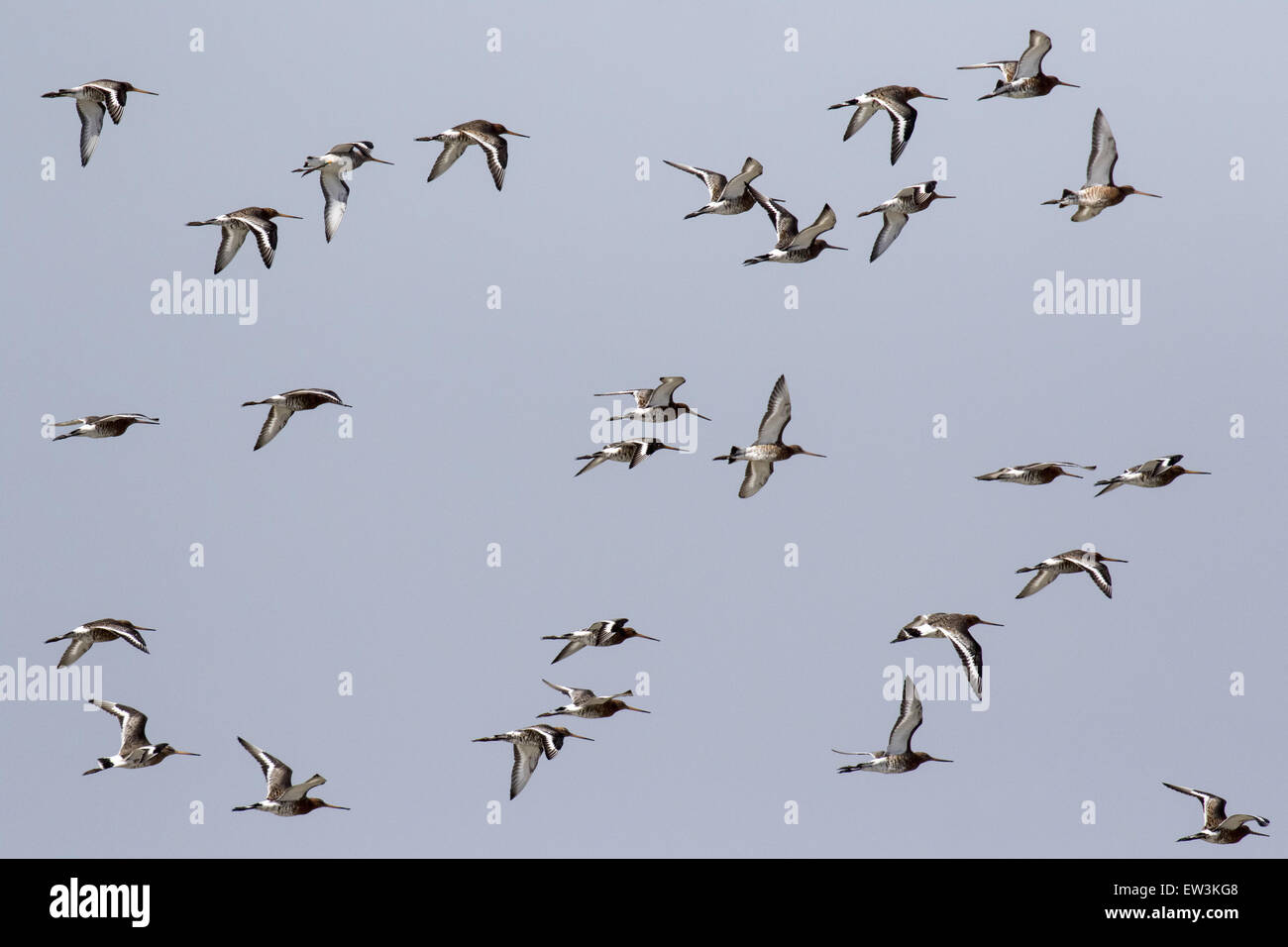 Spring migrating flock of Black tailed Godwits fly over Minsmere Suffolk. Stock Photo