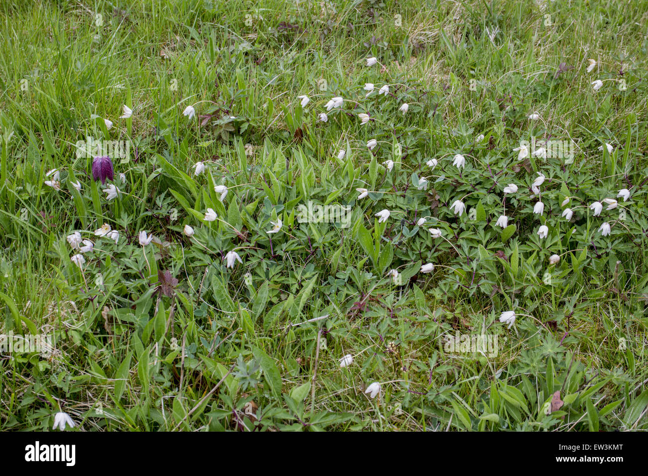 Wood Anemones and a solitary Fritillary at Mickfield Meadow, Suffolk. Stock Photo